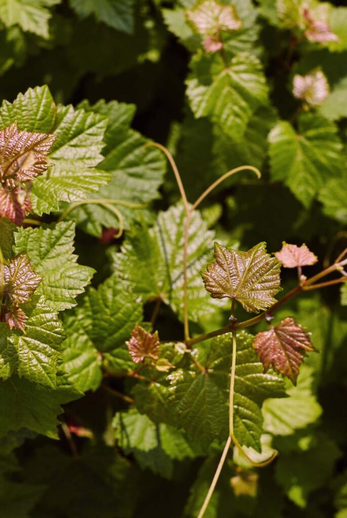 Piante di vite in vaso - Vivai Murciano